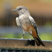 Say's Phoebe